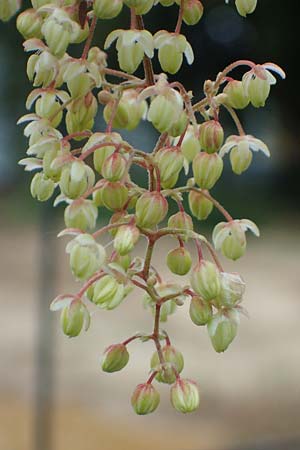 Humulus lupulus \ Hopfen / Hop, D Bochum 9.8.2021