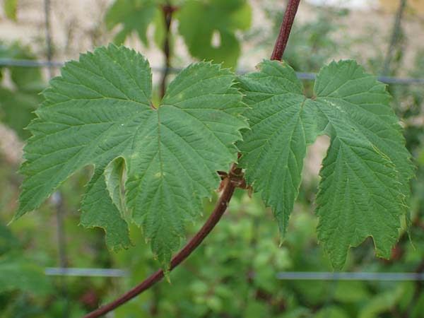 Humulus lupulus \ Hopfen / Hop, D Bochum 9.8.2021