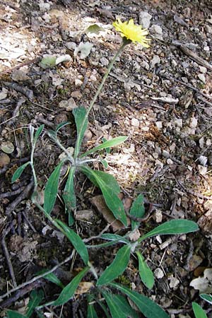 Hieracium pilosella \ Mausohr-Habichtskraut, Kleines Habichtskraut / Mouse-Ear Hawkweed, D Bad M&uuml;nster am Stein 6.6.2015
