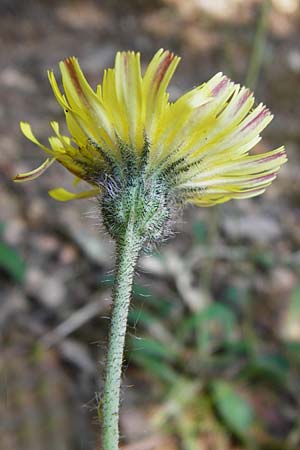 Hieracium pilosella \ Mausohr-Habichtskraut, Kleines Habichtskraut / Mouse-Ear Hawkweed, D Bad M&uuml;nster am Stein 6.6.2015