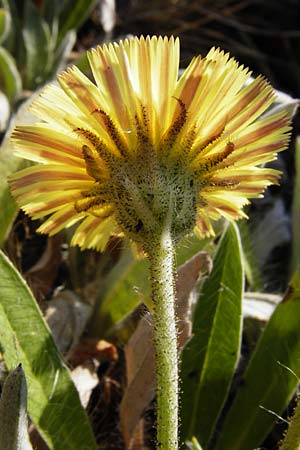 Hieracium pilosella \ Mausohr-Habichtskraut, Kleines Habichtskraut / Mouse-Ear Hawkweed, D Bad M&uuml;nster am Stein 6.6.2015