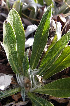 Hieracium pilosella \ Mausohr-Habichtskraut, Kleines Habichtskraut / Mouse-Ear Hawkweed, D Bad M&uuml;nster am Stein 6.6.2015