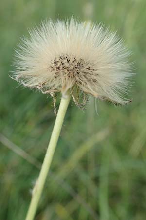 Hieracium pilosella \ Mausohr-Habichtskraut, Kleines Habichtskraut / Mouse-Ear Hawkweed, D Sandhausen 16.6.2016