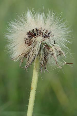 Hieracium pilosella \ Mausohr-Habichtskraut, Kleines Habichtskraut / Mouse-Ear Hawkweed, D Sandhausen 16.6.2016