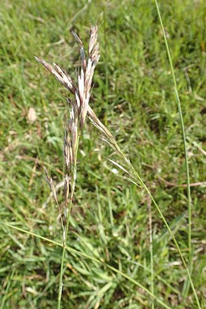 Helictotrichon pubescens \ Flaumiger Wiesenhafer / Downy Alpine Oat Grass, D R&ouml;dermark 13.5.2017
