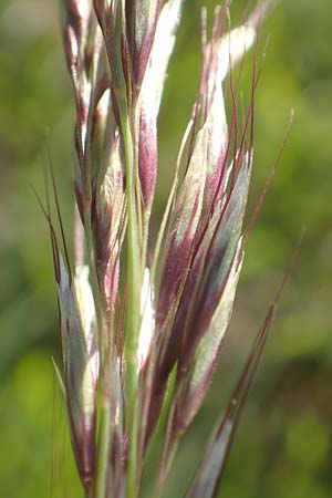 Helictotrichon pubescens \ Flaumiger Wiesenhafer / Downy Alpine Oat Grass, D R&ouml;dermark 13.5.2017