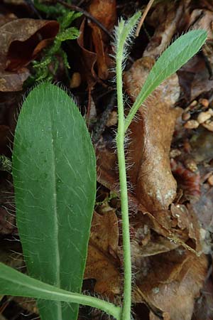 Hieracium pilosella \ Mausohr-Habichtskraut, Kleines Habichtskraut / Mouse-Ear Hawkweed, D Erlenbach am Main 20.5.2017