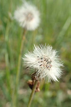 Hieracium pilosella \ Mausohr-Habichtskraut, Kleines Habichtskraut / Mouse-Ear Hawkweed, D Mannheim 29.5.2018