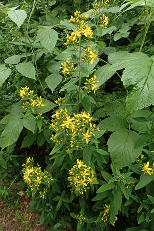Hypericum perforatum \ Echtes Johanniskraut, T�pfel-Hartheu / Perforate St. John's-Wort, D Fridingen 26.6.2018