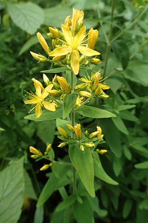 Hypericum perforatum \ Echtes Johanniskraut, T�pfel-Hartheu / Perforate St. John's-Wort, D Fridingen 26.6.2018
