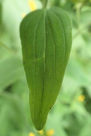 Hypericum perforatum \ Echtes Johanniskraut, T�pfel-Hartheu / Perforate St. John's-Wort, D Fridingen 26.6.2018