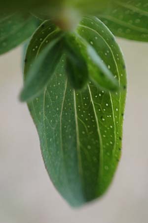 Hypericum perforatum \ Echtes Johanniskraut, T�pfel-Hartheu / Perforate St. John's-Wort, D Hockenheim 12.4.2019