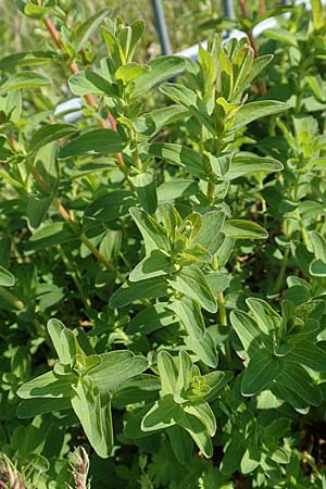 Hypericum perforatum \ Echtes Johanniskraut, T�pfel-Hartheu / Perforate St. John's-Wort, D Hockenheim 16.4.2019