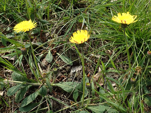 Hieracium pilosella \ Mausohr-Habichtskraut, Kleines Habichtskraut / Mouse-Ear Hawkweed, D Hagen 23.5.2019