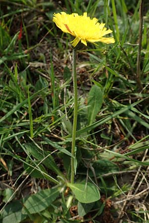 Hieracium pilosella, Mausohr-Habichtskraut, Kleines Habichtskraut