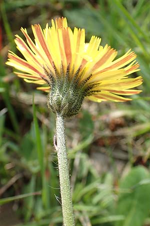 Hieracium pilosella \ Mausohr-Habichtskraut, Kleines Habichtskraut / Mouse-Ear Hawkweed, D Hagen 23.5.2019