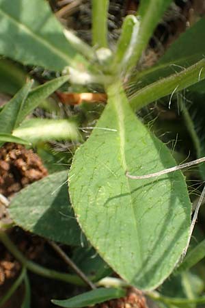 Hieracium pilosella \ Mausohr-Habichtskraut, Kleines Habichtskraut / Mouse-Ear Hawkweed, D Hagen 23.5.2019