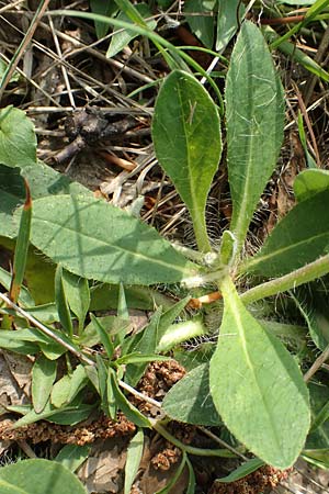 Hieracium pilosella \ Mausohr-Habichtskraut, Kleines Habichtskraut / Mouse-Ear Hawkweed, D Hagen 23.5.2019
