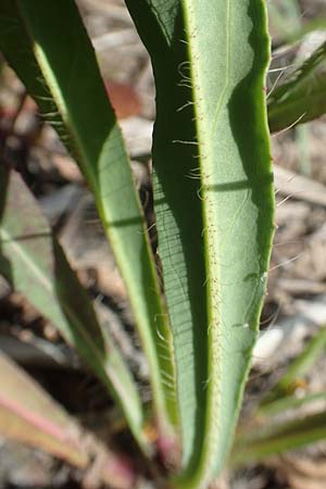 Hieracium piloselloides \ Florentiner Habichtskraut / Florence Hawkweed, D Hagen 14.6.2019