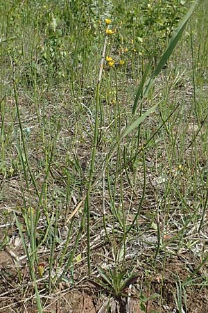 Hieracium piloselloides \ Florentiner Habichtskraut / Florence Hawkweed, D Hagen 14.6.2019