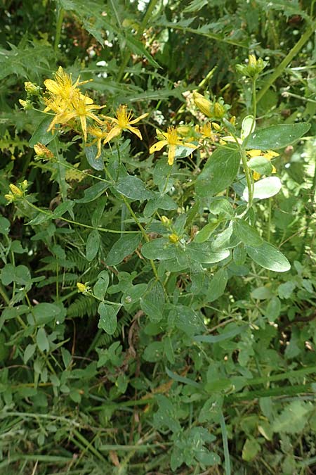 Hypericum patzkei \ Patzkes Johanniskraut / Patzke's St. John's-Wort, D Aachen 27.7.2020