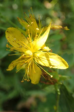 Hypericum patzkei \ Patzkes Johanniskraut / Patzke's St. John's-Wort, D Aachen 27.7.2020