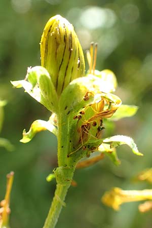Hypericum patzkei \ Patzkes Johanniskraut / Patzke's St. John's-Wort, D Aachen 27.7.2020