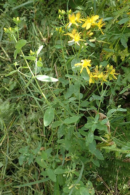 Hypericum patzkei \ Patzkes Johanniskraut / Patzke's St. John's-Wort, D Aachen 27.7.2020