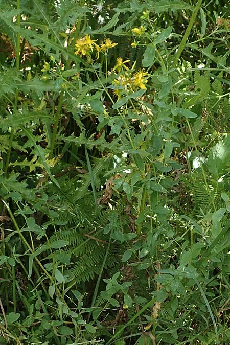 Hypericum patzkei \ Patzkes Johanniskraut / Patzke's St. John's-Wort, D Aachen 27.7.2020