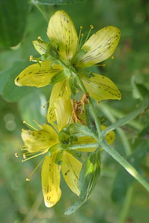 Hypericum patzkei \ Patzkes Johanniskraut / Patzke's St. John's-Wort, D Aachen 27.7.2020