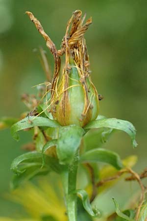 Hypericum patzkei \ Patzkes Johanniskraut / Patzke's St. John's-Wort, D Aachen 27.7.2020