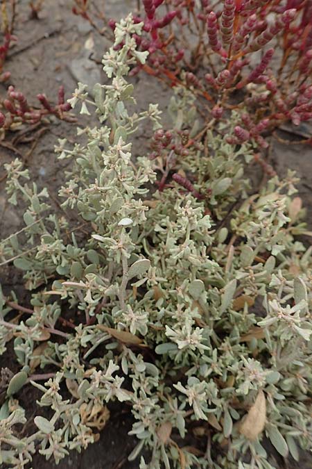 Halimione pedunculata \ Stielfr�chtige Salzmelde / Pedunculate Sea Purslane, D Sachsen-Anhalt, S&uuml;lzetal-S&uuml;lldorf 27.9.2020