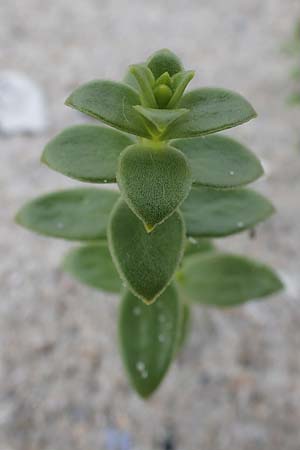 Honckenya peploides \ Salz-Miere / Sea Sandwort, D Hohwacht 13.9.2021