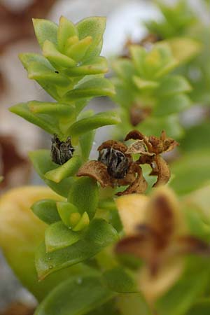 Honckenya peploides \ Salz-Miere / Sea Sandwort, D Hohwacht 13.9.2021