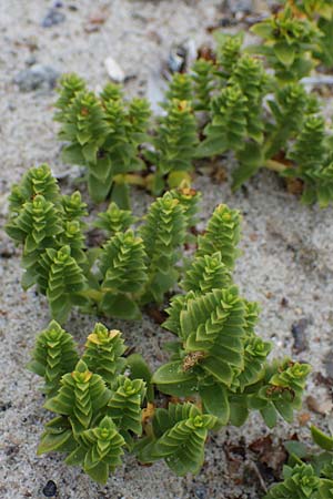 Honckenya peploides \ Salz-Miere / Sea Sandwort, D Hohwacht 13.9.2021