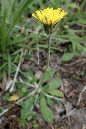 Hieracium pilosella \ Mausohr-Habichtskraut, Kleines Habichtskraut / Mouse-Ear Hawkweed, D Th&uuml;ringen, Tunzenhausen 9.6.2022