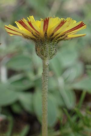 Hieracium pilosella \ Mausohr-Habichtskraut, Kleines Habichtskraut / Mouse-Ear Hawkweed, D Th&uuml;ringen, Tunzenhausen 9.6.2022
