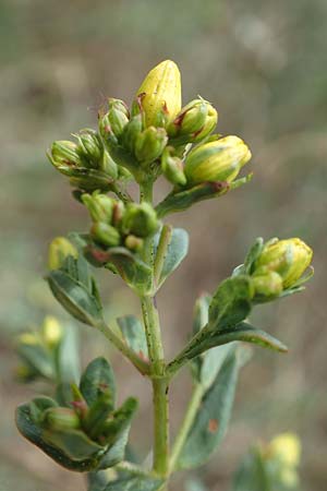 Hypericum perforatum \ Echtes Johanniskraut, T�pfel-Hartheu / Perforate St. John's-Wort, D Sachsen-Anhalt, K&ouml;nnern 11.6.2022