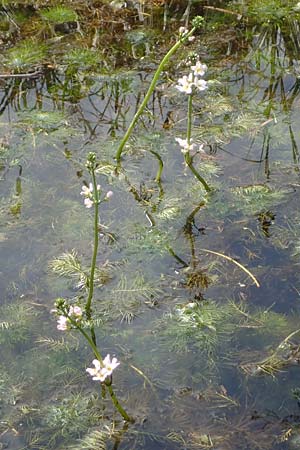 Hottonia palustris \ Sumpf-Wasserfeder / Water Violet, D M&ouml;rfelden 21.4.2023