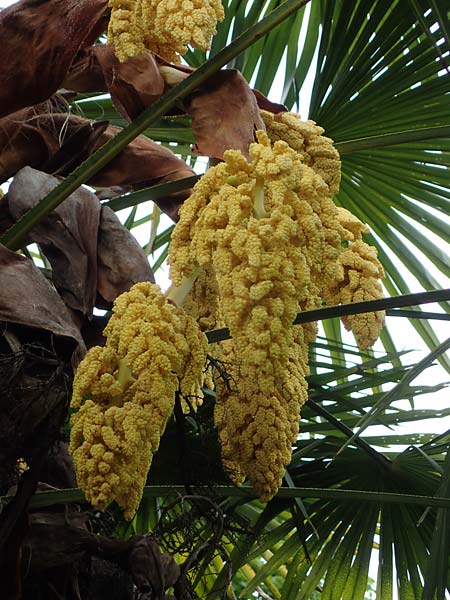Trachycarpus fortunei \ Chinesische F�cherpalme, Tessiner Hanf-Palme / Chinese Windmill Palm, D   20.5.2023