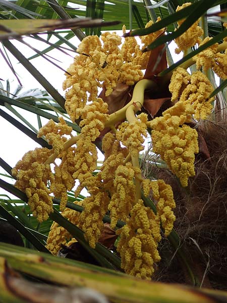 Trachycarpus fortunei \ Chinesische F�cherpalme, Tessiner Hanf-Palme / Chinese Windmill Palm, D   20.5.2023
