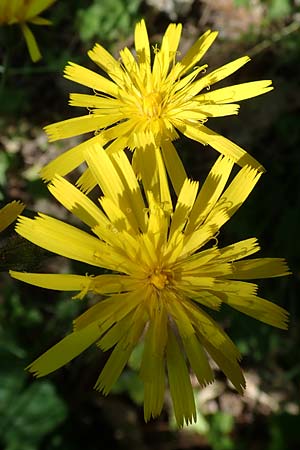 Hieracium glaucinum \ Fr�hbl�hendes Habichtskraut / Early Hawkweed, D Wachenheim 29.5.2023