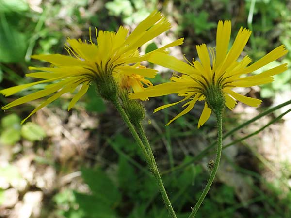 Hieracium glaucinum \ Fr�hbl�hendes Habichtskraut / Early Hawkweed, D Wachenheim 29.5.2023