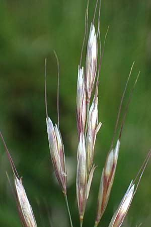 Helictotrichon pubescens \ Flaumiger Wiesenhafer / Downy Alpine Oat Grass, D Botan. Gar.  Universit.  Ulm 26.5.2025