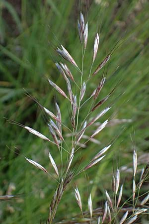 Helictotrichon pubescens \ Flaumiger Wiesenhafer / Downy Alpine Oat Grass, D Botan. Gar.  Universit.  Ulm 26.5.2025
