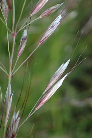 Helictotrichon pubescens \ Flaumiger Wiesenhafer / Downy Alpine Oat Grass, D Botan. Gar.  Universit.  Ulm 26.5.2025