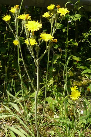 Hieracium rothianum \ Roths Habichtskraut / Roth's Hawkweed, D Bad M&uuml;nster am Stein - Niederhausen 6.6.2015