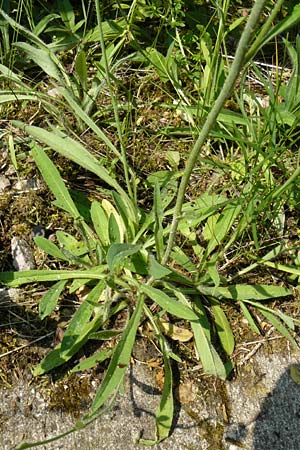 Hieracium rothianum \ Roths Habichtskraut / Roth's Hawkweed, D Bad M&uuml;nster am Stein - Niederhausen 6.6.2015
