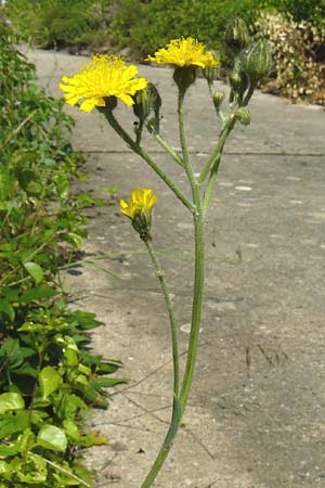 Hieracium rothianum \ Roths Habichtskraut / Roth's Hawkweed, D Bad M&uuml;nster am Stein - Niederhausen 6.6.2015