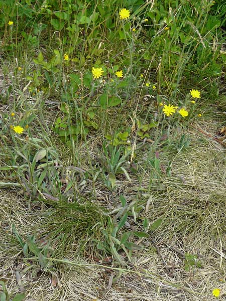 Hieracium rothianum \ Roths Habichtskraut / Roth's Hawkweed, D Bad M&uuml;nster am Stein - Niederhausen 6.6.2015